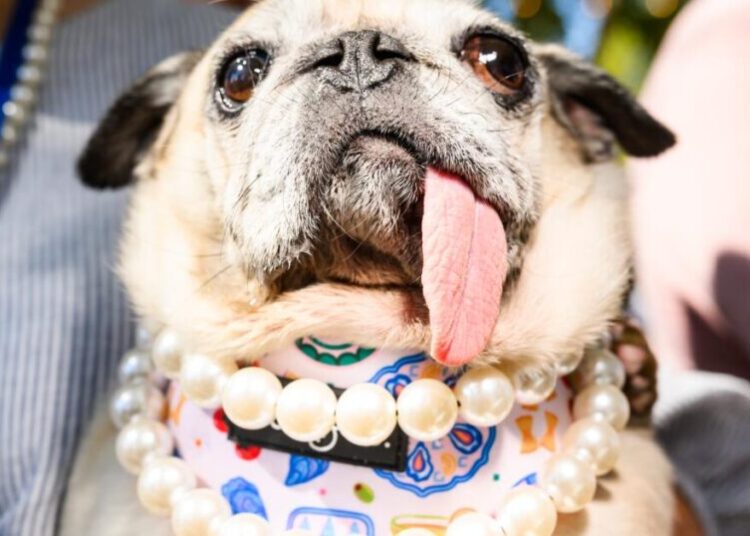 Pug dog Jinny Lu and her floppy tongue win World’s Ugliest Dog Contest after losing 3 times