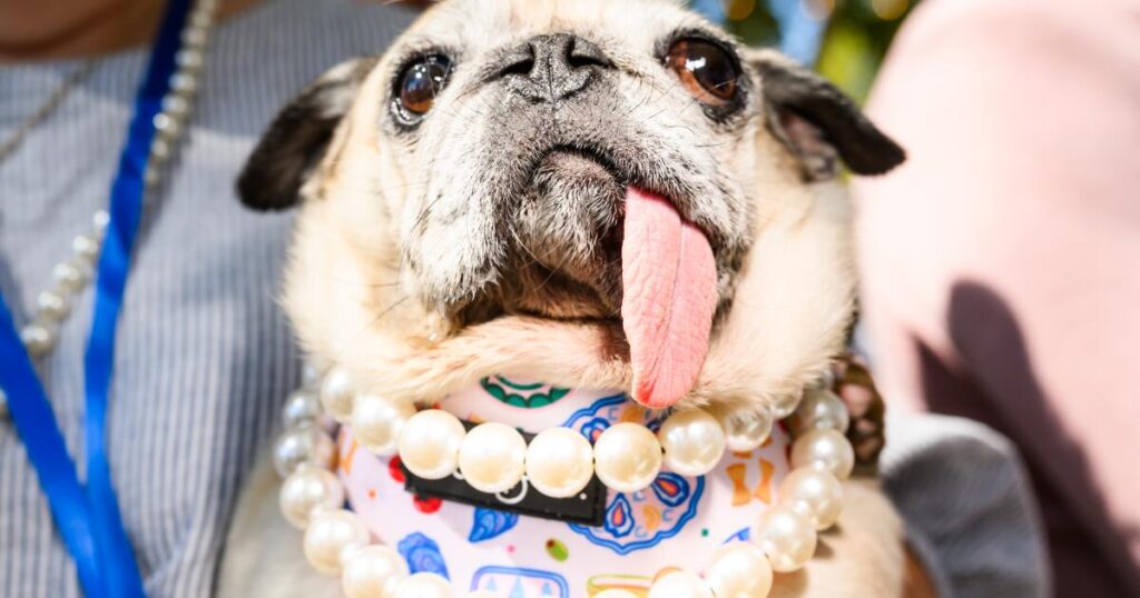Pug dog Jinny Lu and her floppy tongue win World’s Ugliest Dog Contest after losing 3 times