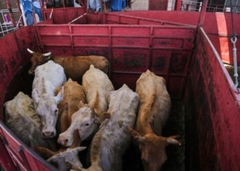 Reopening Mexican cattle imports won’t bring quick relief from record U.S. beef prices