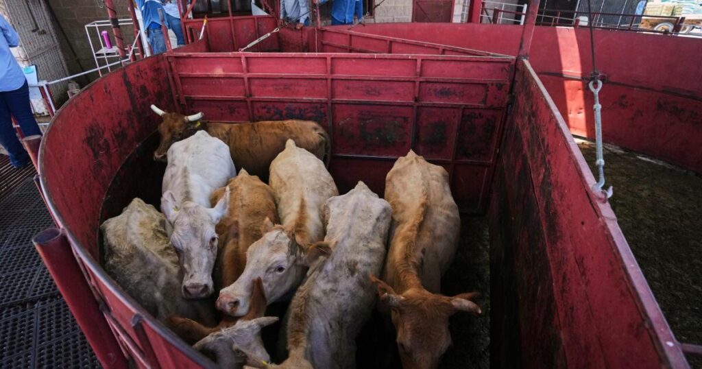 Reopening Mexican cattle imports won’t bring quick relief from record U.S. beef prices
