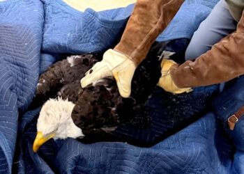 Famed Big Bear eagle Jackie remains ‘very sick’ as malady remains a mystery