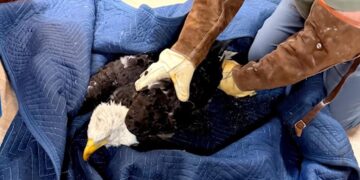 Famed Big Bear eagle Jackie remains ‘very sick’ as malady remains a mystery