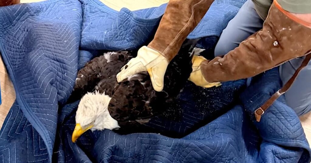 Famed Big Bear eagle Jackie remains ‘very sick’ as malady remains a mystery