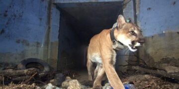 Mountain lions stall plan to build 400 residences on Woodland Hills golf course