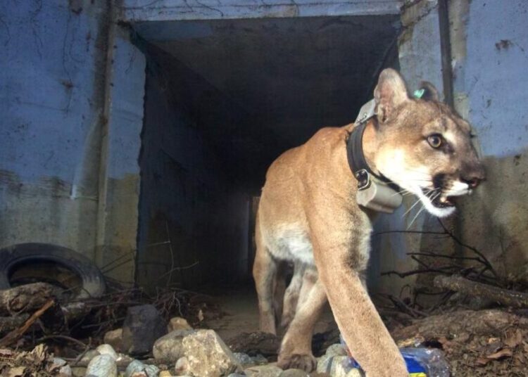 Mountain lions stall plan to build 400 residences on Woodland Hills golf course
