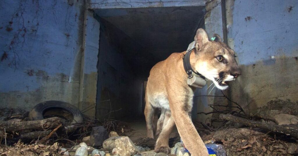 Mountain lions stall plan to build 400 residences on Woodland Hills golf course