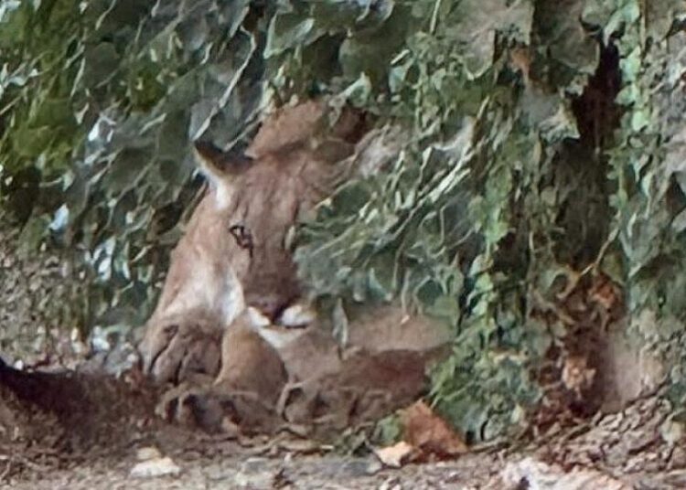 Lounging mountain lion shuts down road in San Dimas