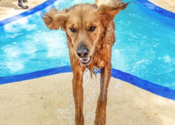 Inside Topanga’s ‘Disneyland for dogs,’ a luxury canine retreat like no other