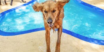 Inside Topanga’s ‘Disneyland for dogs,’ a luxury canine retreat like no other