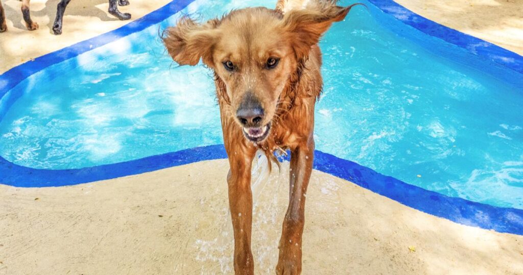 Inside Topanga’s ‘Disneyland for dogs,’ a luxury canine retreat like no other