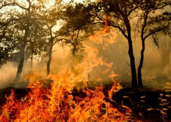Man arrested in Gann fire says he was was trying to make money for a birthday dinner