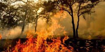 Man arrested in Gann fire says he was was trying to make money for a birthday dinner