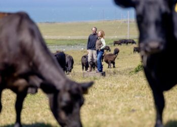 Inside the bitter war over cows and wilderness at Point Reyes
