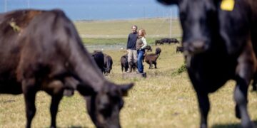 Inside the bitter war over cows and wilderness at Point Reyes