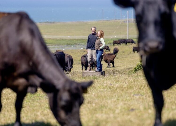 Inside the bitter war over cows and wilderness at Point Reyes