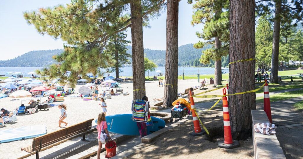 A Lake Tahoe murder mystery: Who is poisoning towering pine trees?
