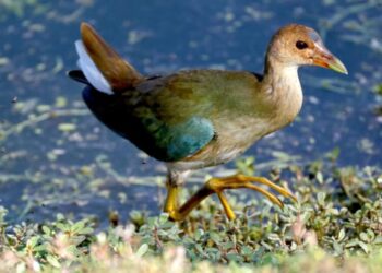Rare bird draws flocks of Southern California birders to this Irvine marsh to get a glimpse