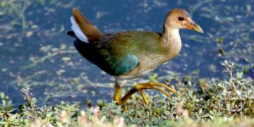 Rare bird draws flocks of Southern California birders to this Irvine marsh to get a glimpse