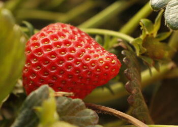 California legislature passes bill to track use of ‘forever chemicals’ by farms