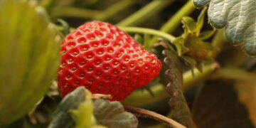 California legislature passes bill to track use of ‘forever chemicals’ by farms