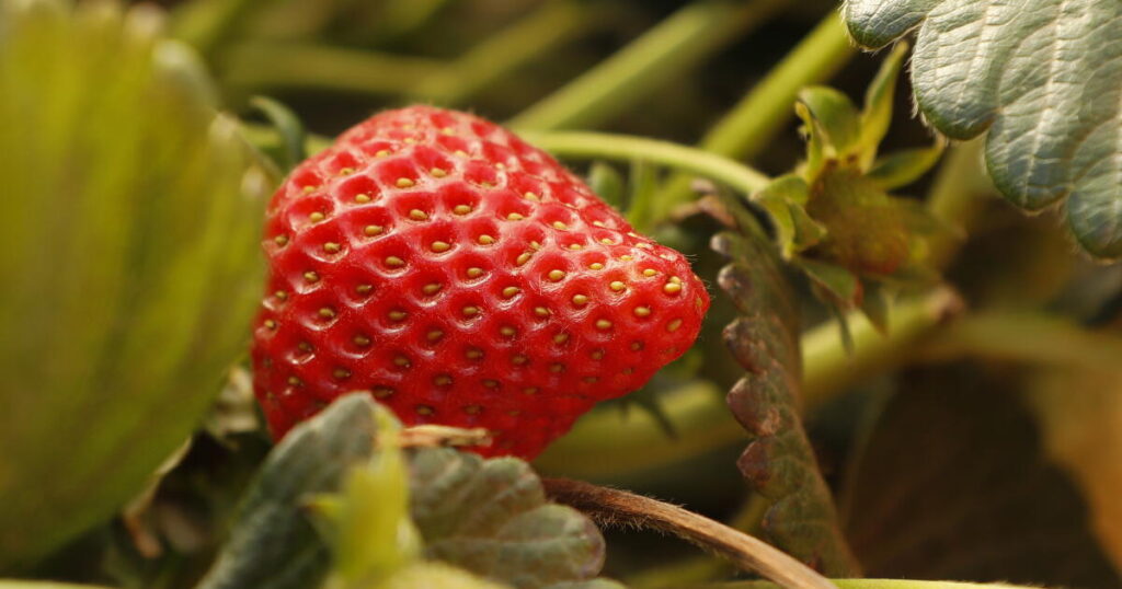 California legislature passes bill to track use of ‘forever chemicals’ by farms