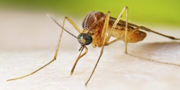 Are mosquitoes, ticks and fleas turning California into a disease hotspot?