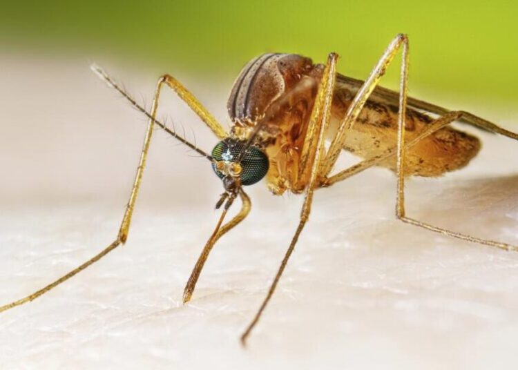 Are mosquitoes, ticks and fleas turning California into a disease hotspot?