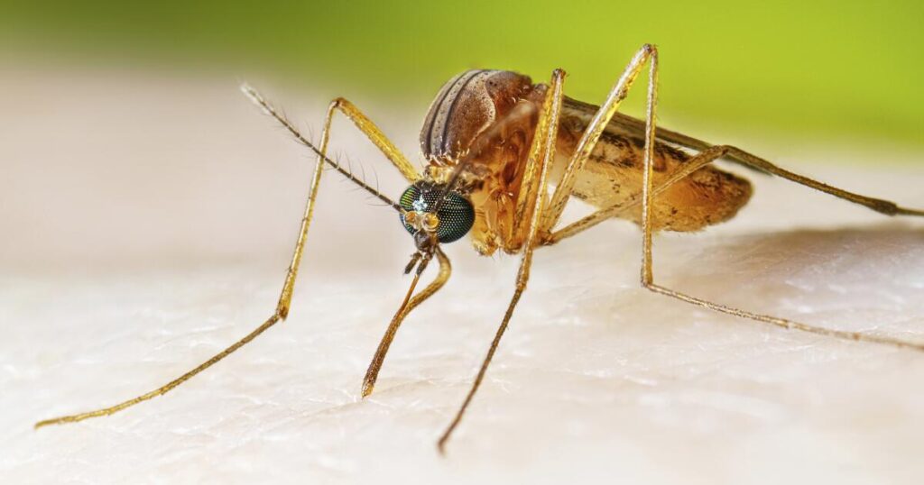 Are mosquitoes, ticks and fleas turning California into a disease hotspot?