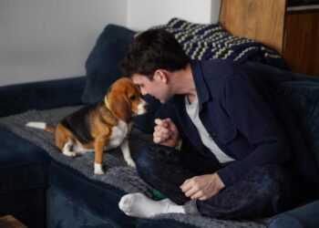 Gene-edited beagles may offer a future option for people with dog allergies