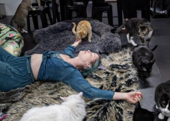 Sleepover party with 39 cats? You read that right