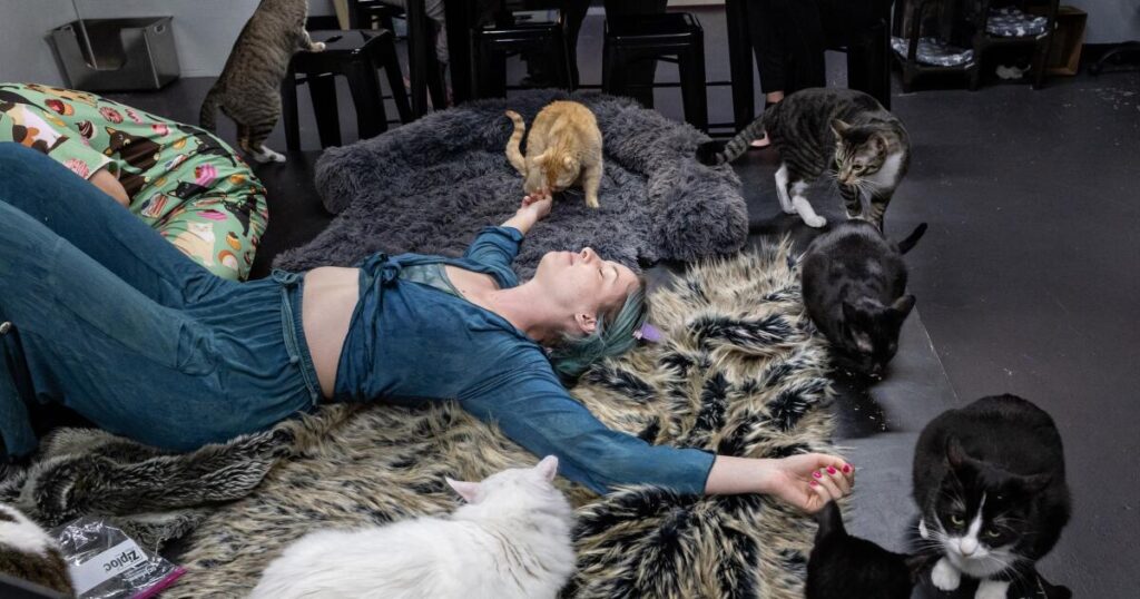 Sleepover party with 39 cats? You read that right