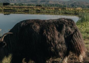 How Colorado became the unlikely epicenter of American yak ranching