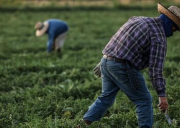 Trump administration wage cuts for seasonal farmworkers unlawful, federal judge in California rules