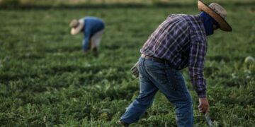 Trump administration wage cuts for seasonal farmworkers unlawful, federal judge in California rules