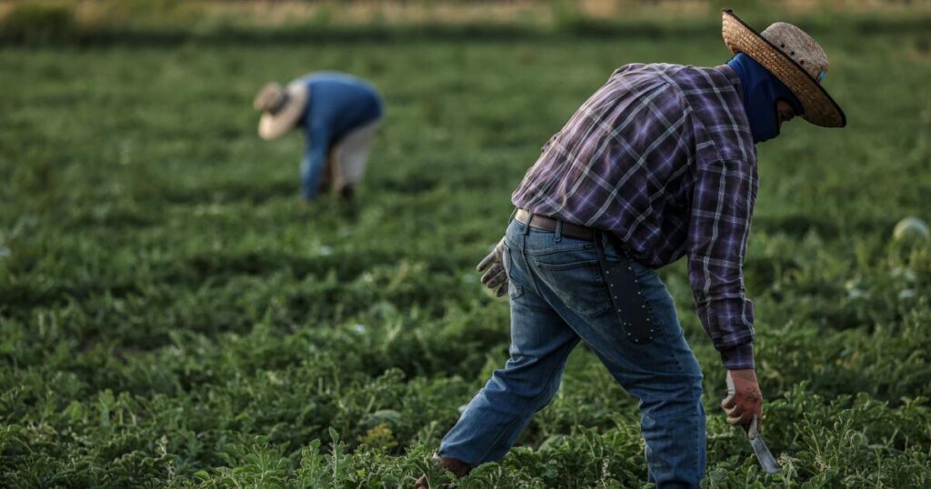 Trump administration wage cuts for seasonal farmworkers unlawful, federal judge in California rules