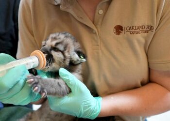Crimson the mountain lion cub, abandoned by mom, has leg amputated: ‘Incredibly resilient’
