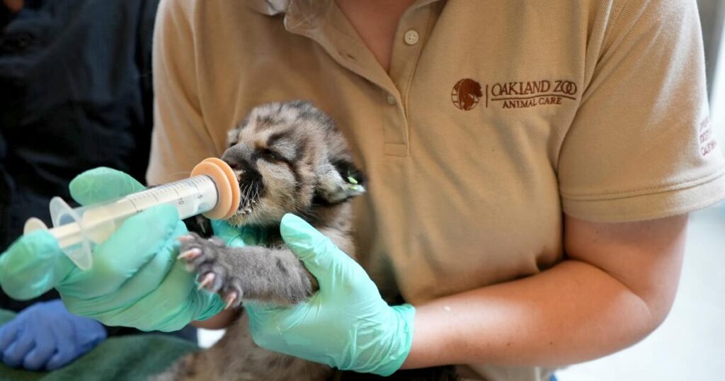 Crimson the mountain lion cub, abandoned by mom, has leg amputated: ‘Incredibly resilient’