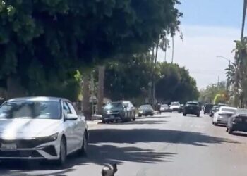 ‘Catch that pig. Be a hero.’ A pursuit in West Hollywood goes viral