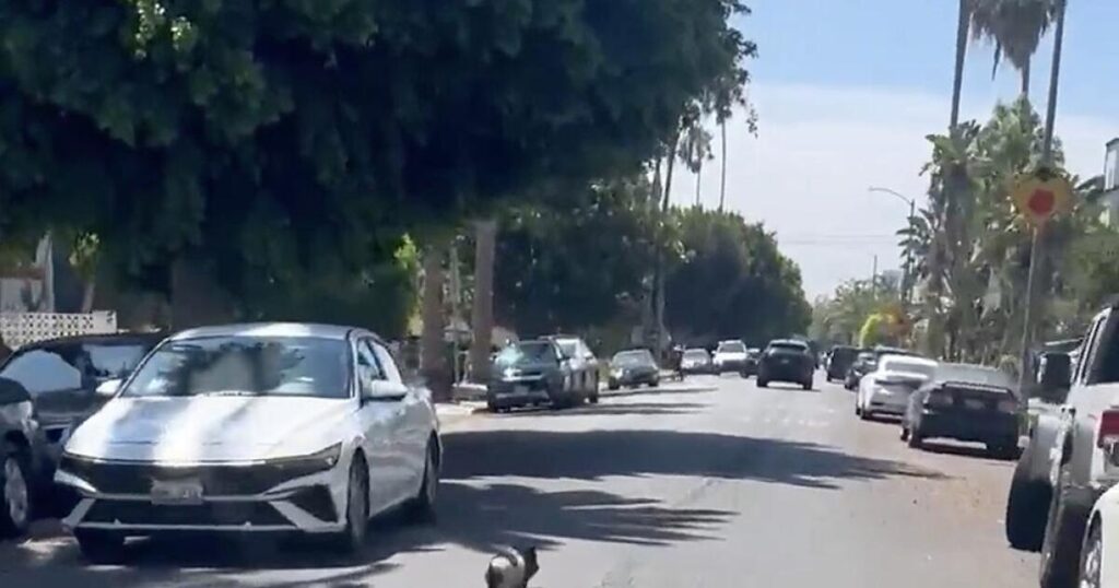 ‘Catch that pig. Be a hero.’ A pursuit in West Hollywood goes viral