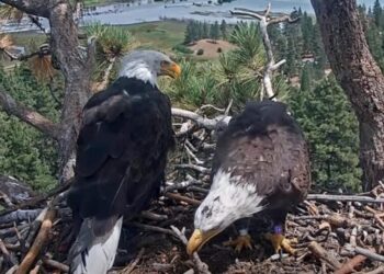 Shadow ‘highly likely’ to nest up with new eagle pal, biologist says