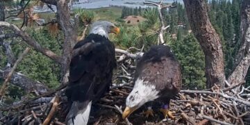 Shadow ‘highly likely’ to nest up with new eagle pal, biologist says