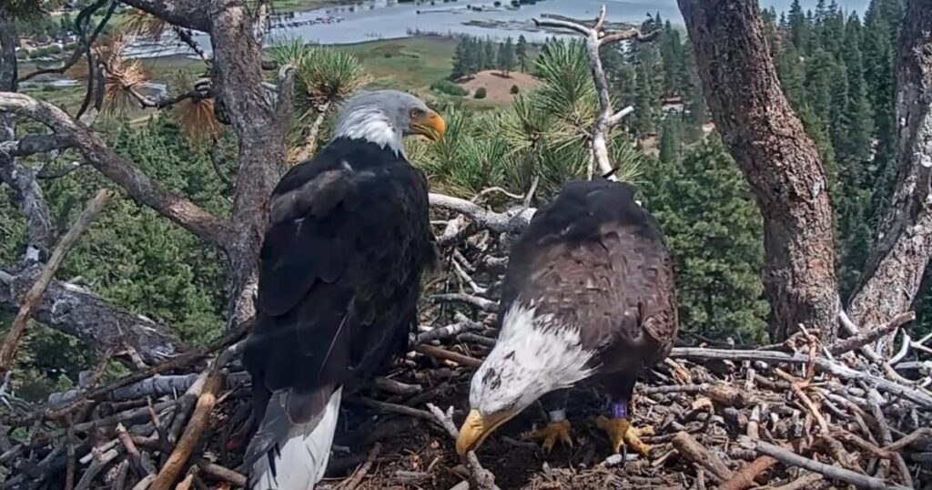 Shadow ‘highly likely’ to nest up with new eagle pal, biologist says