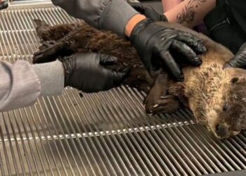 California river otter suffers brain injury in hit-and-run strike