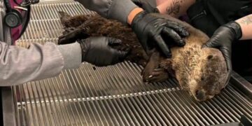 California river otter suffers brain injury in hit-and-run strike