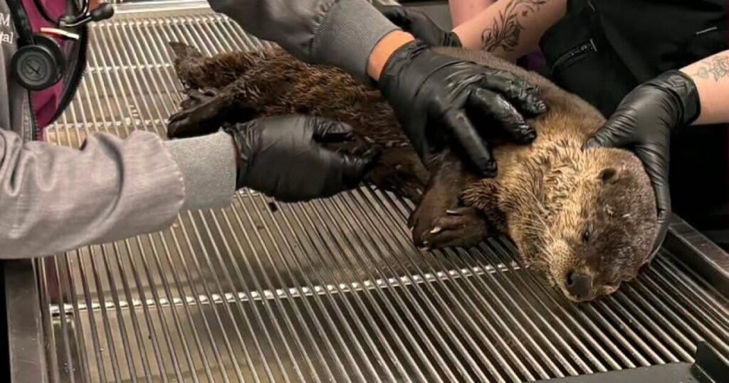 California river otter suffers brain injury in hit-and-run strike