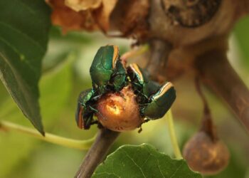 This clumsy green beetle is buzzing all over L.A. It might just crash into your face