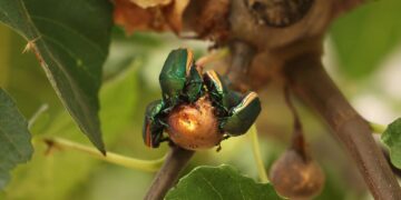 This clumsy green beetle is buzzing all over L.A. It might just crash into your face