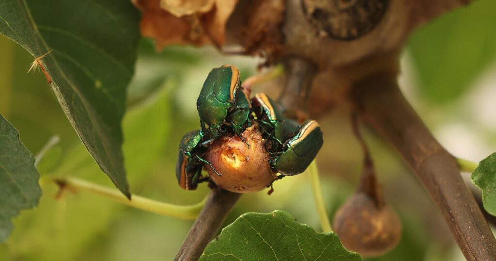 This clumsy green beetle is buzzing all over L.A. It might just crash into your face
