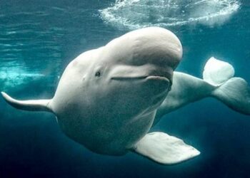 Three rescued belugas arrive at SeaWorld San Diego after 2,500-mile journey from Canada