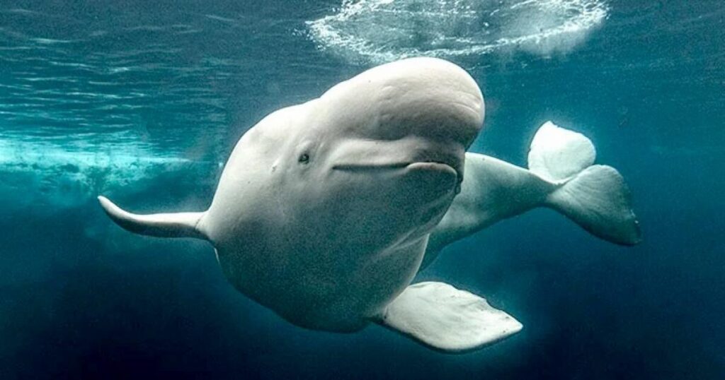 Three rescued belugas arrive at SeaWorld San Diego after 2,500-mile journey from Canada